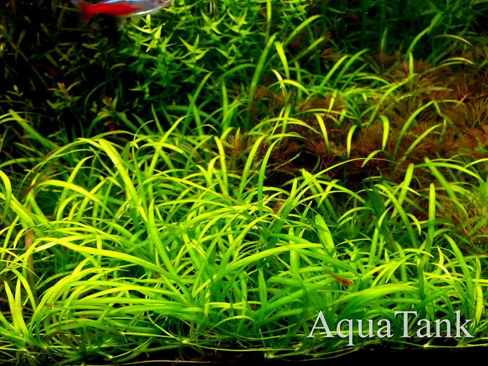 Echinodorus tenellus green aquarium plant | AquaTank Rare Echinodorus tenellus green aquarium plant | AquaTank Rare